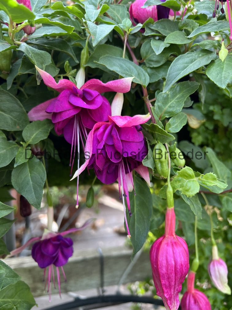 DebRon's Aubergine Queen