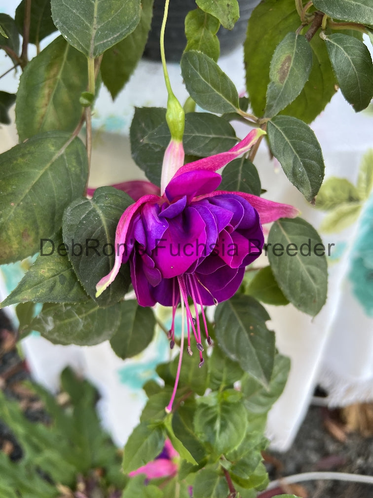 DebRon's Aubergine Queen
