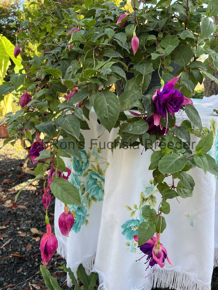 DebRon's Aubergine Queen