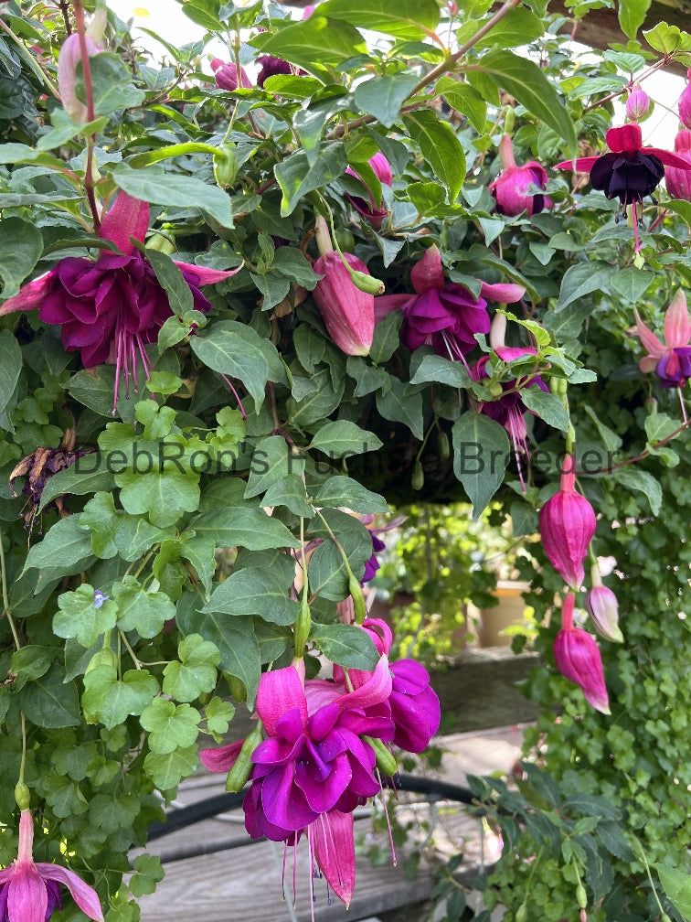 DebRon's Aubergine Queen