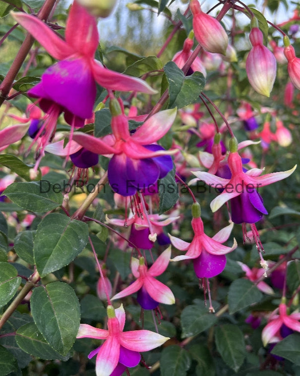 DebRon's Bright Eyes