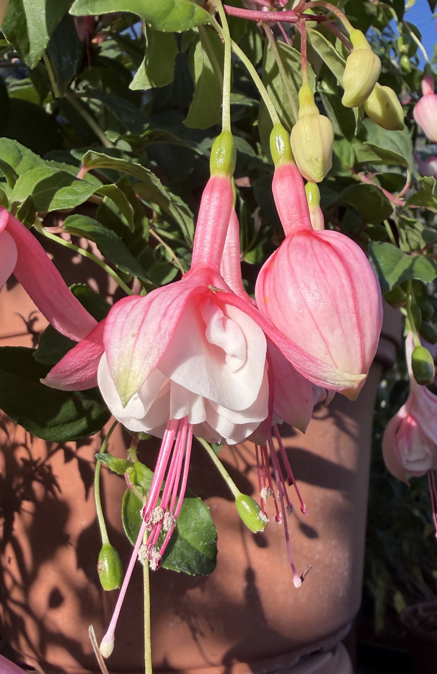 DebRon's Blushing Swans