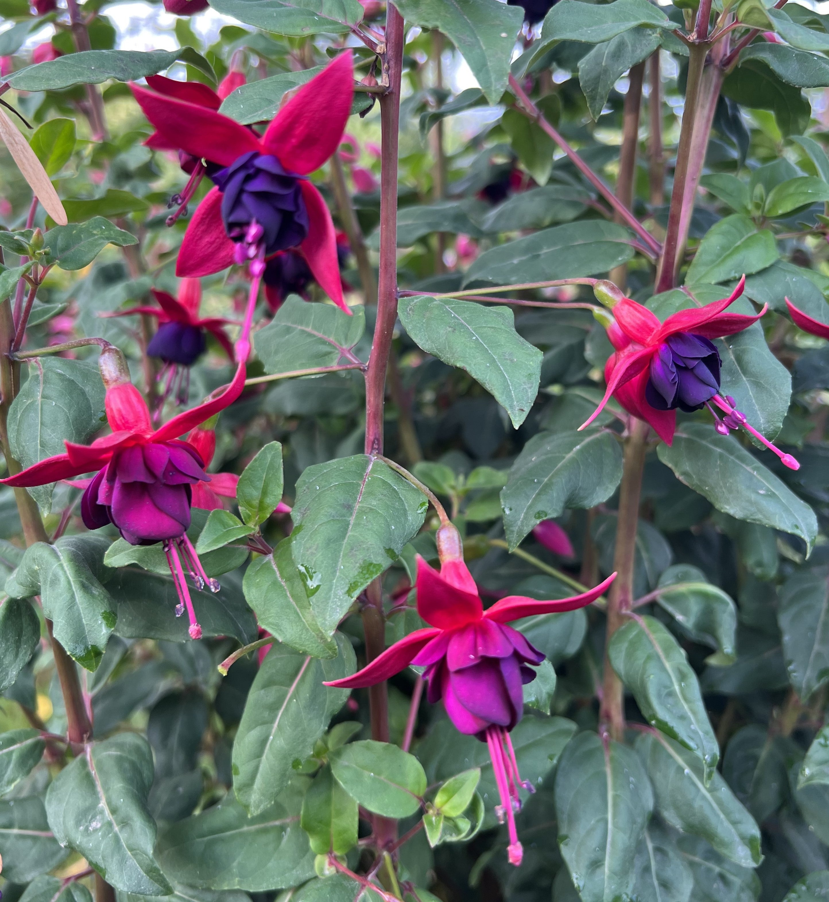 DebRon's Ruby Gems – DebRon's Fuchsia Breeder